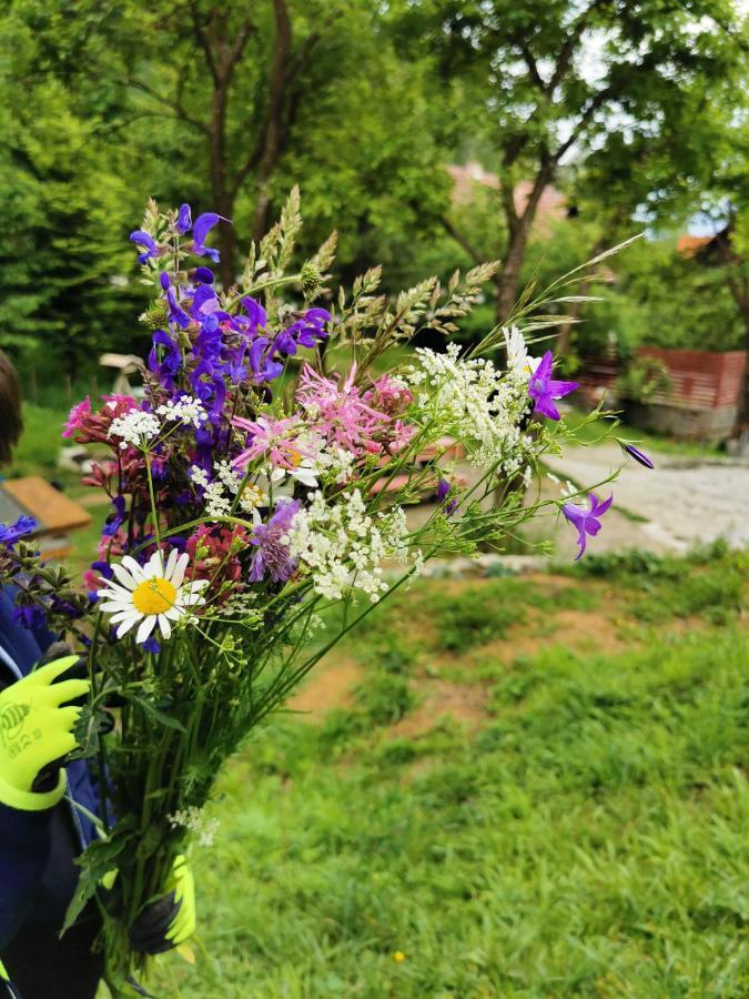 Soho Lodge Rasnov Eksteriør billede