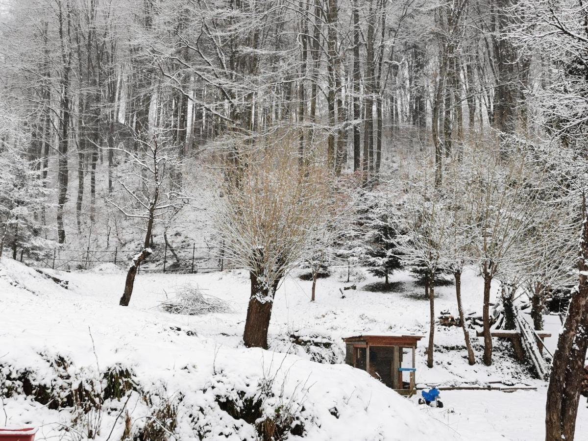 Soho Lodge Rasnov Eksteriør billede